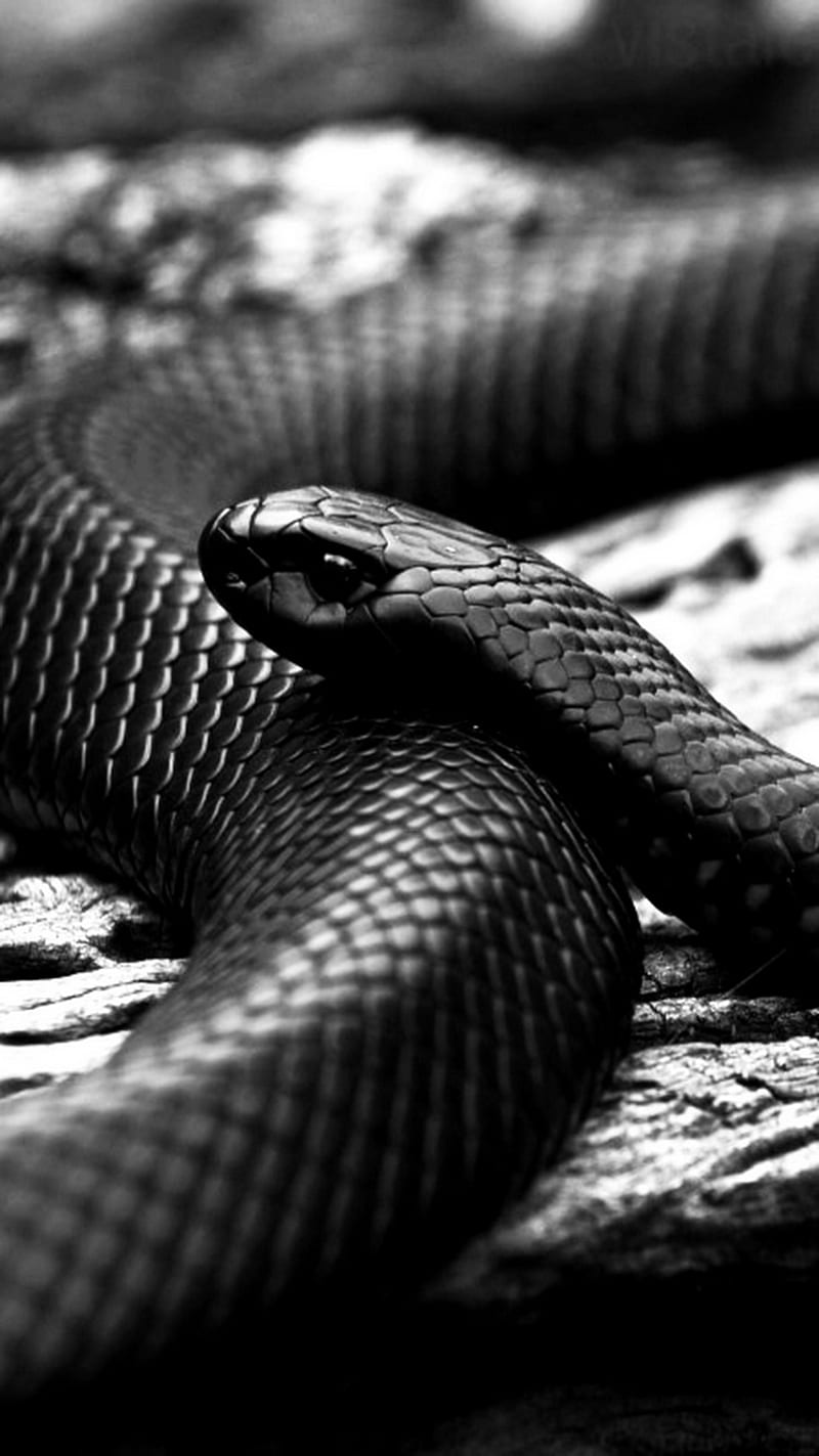 Snake, black, HD phone wallpaper