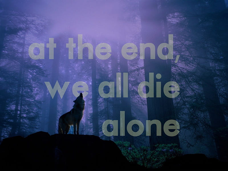 Quotes, wolves, forest, andscapes, quotes, solitude, wolf, wolves, howling,  despair, HD wallpaper | Peakpx