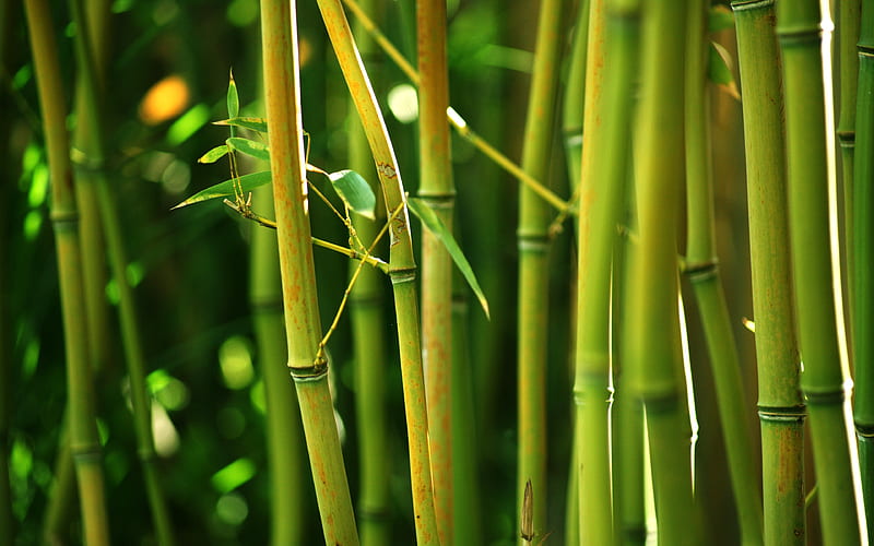 Spring green bamboo jungle closeup, HD wallpaper