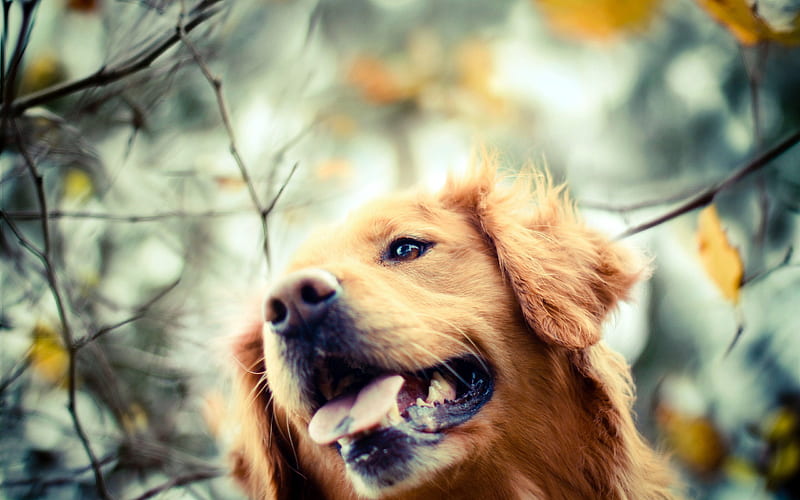 Golden Retriever, close-up, labrador, autumn, dogs, pets, cute dogs, Golden Retriever Dogs, HD wallpaper