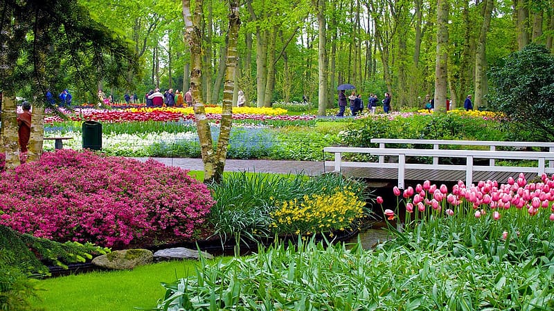 Tulips in Keukenhof Gardens, Netherlands, spring, blossoms, river, bridge, colors, trees, HD wallpaper