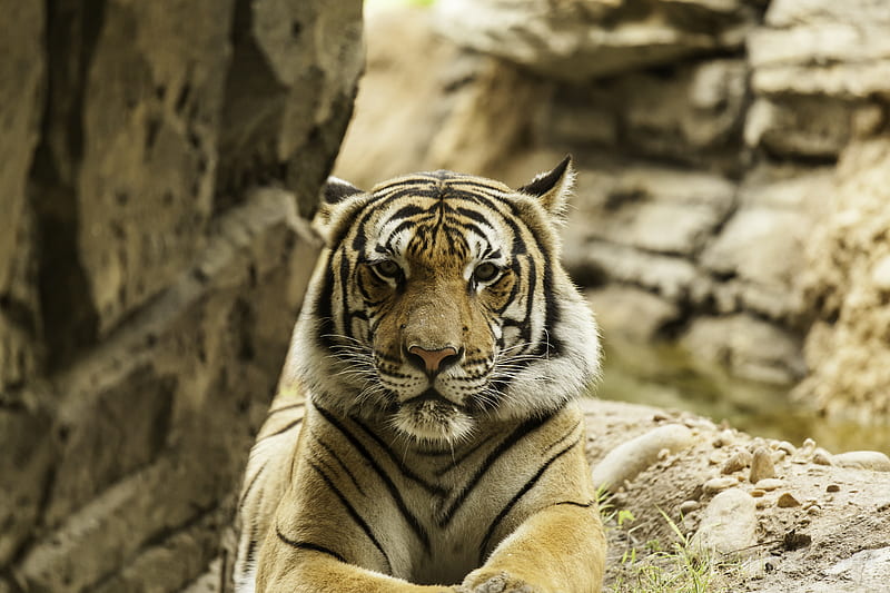 tiger, big cat, stripes, predator, formidable, HD wallpaper