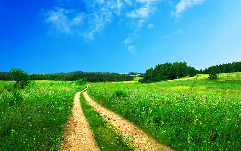 road in between of grass field near trees at daytime, HD wallpaper