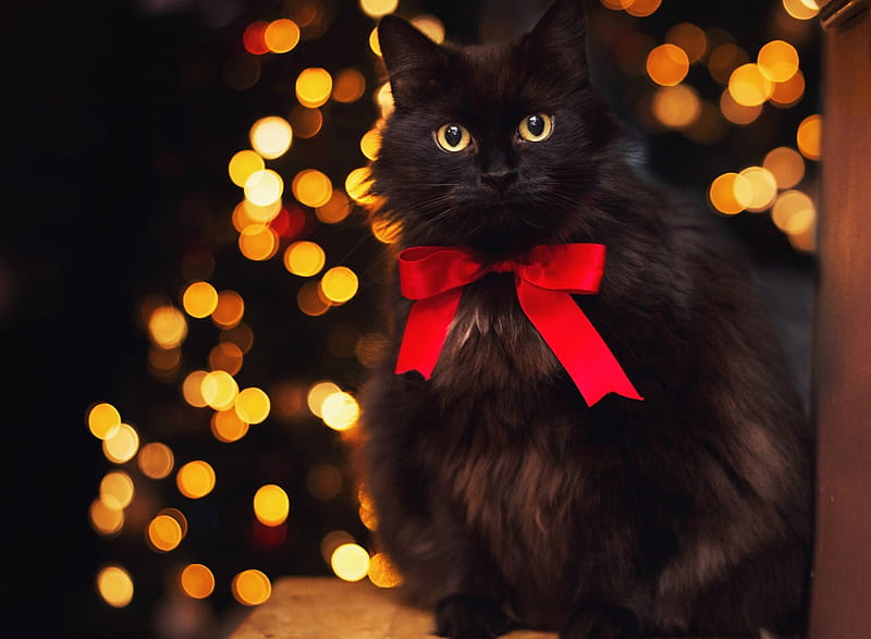 Christmas Kitty , cute, graphy, christmas, black cat, bow, cat, sweet, HD wallpaper