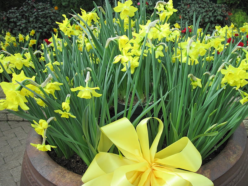 Flowers Symbolizing Strength 47, Daffodils, graphy, green, yellow, garden, Flowers, HD wallpaper