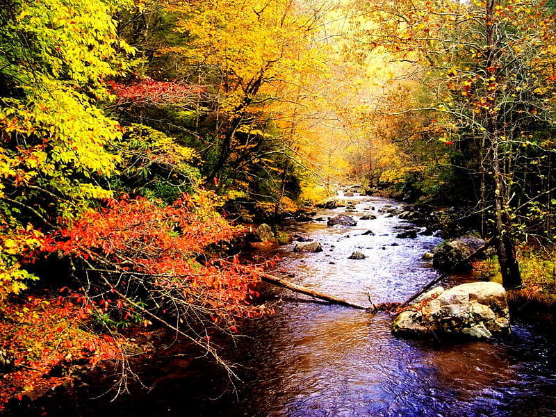 Autumn Stream, Fall, stream, rocks, water, trees, Autumn, HD wallpaper |  Peakpx