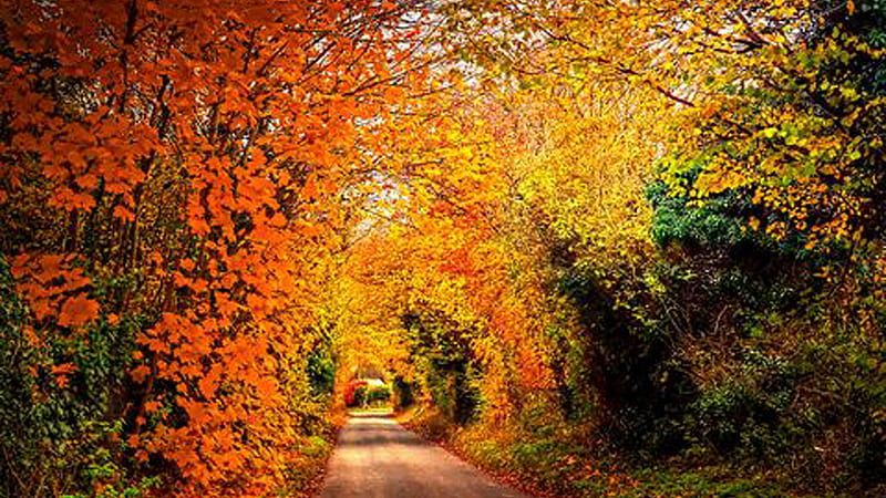Path Between Orange Yellow Green Autumn Leaves Trees Park Autumn, HD ...