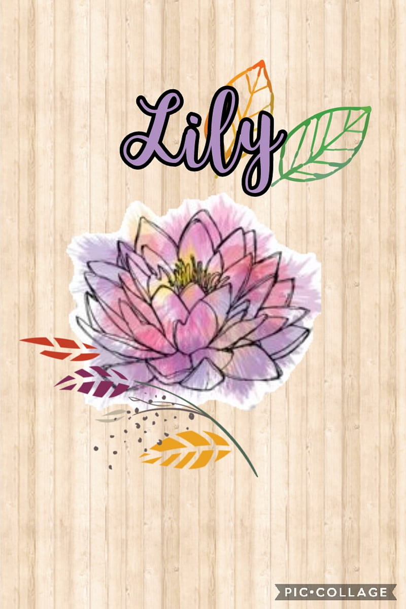 Lily Name Wallpaper