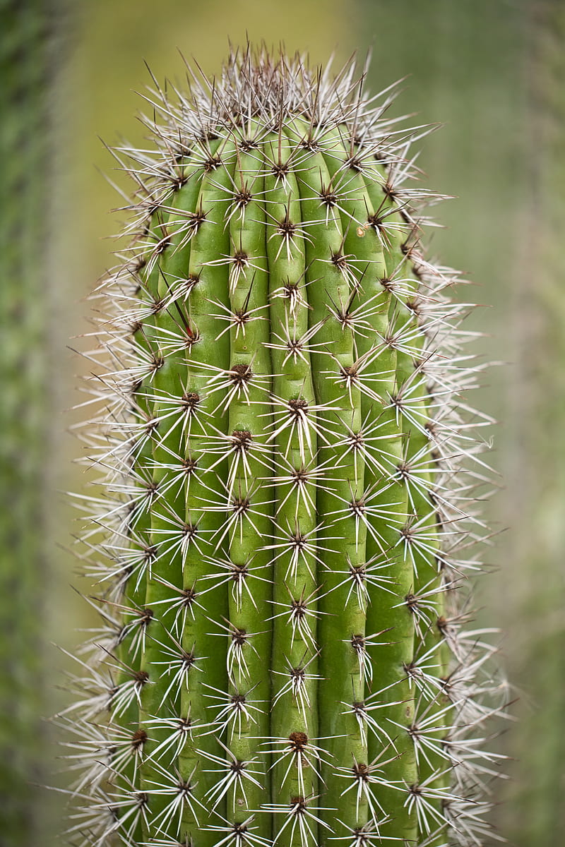 Cactus, planta, agujas, espinas, macro, Fondo de pantalla de teléfono HD |  Peakpx