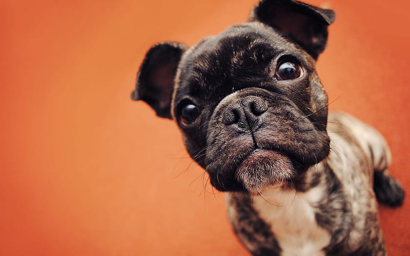 french bulldog, puppy, pets, muzzle, dogs, cute animals, bulldogs, HD wallpaper
