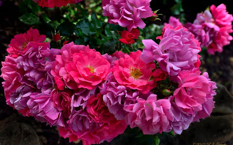 In Full Bloom Beauty, flowers, nicely, blooming, pink, HD wallpaper