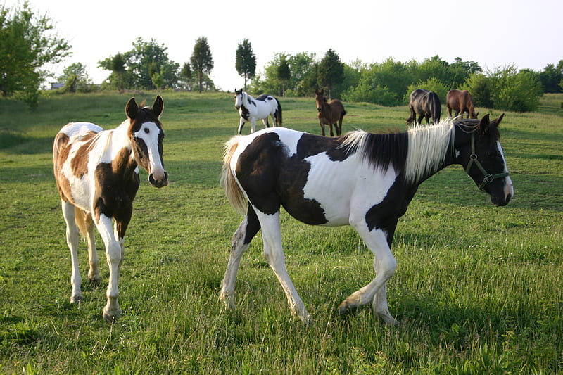 Beautiful Horses in a Meadow, paint horses, nature, foal, baby animals, animals, horses, wild horses, meadow, HD wallpaper