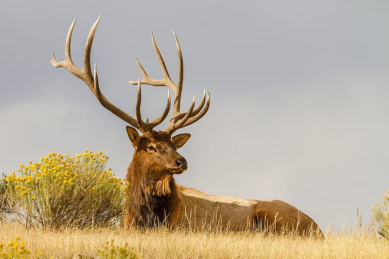 deer, grass, lie, horn, HD wallpaper