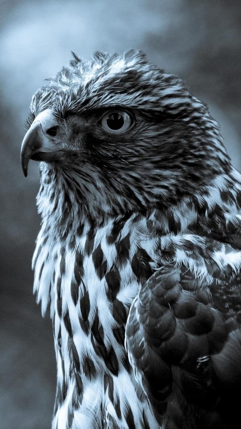 Eagle Bird Animal, HD phone wallpaper