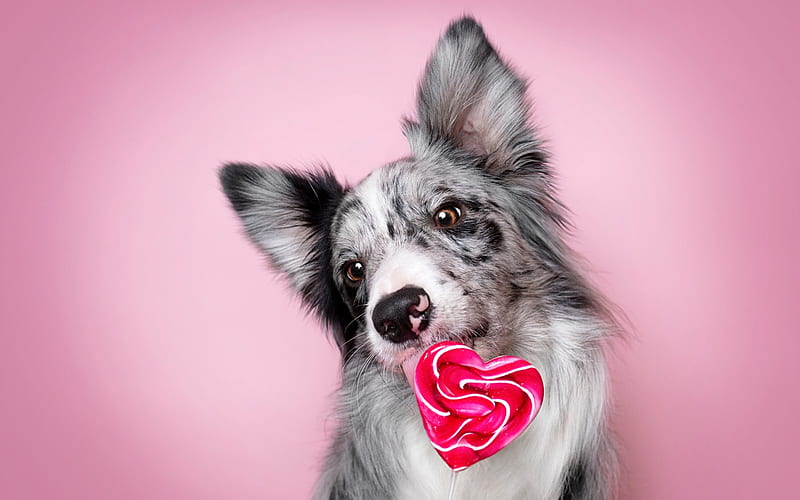Australian Shepherd, lollipop, dog with candy, pets, dogs, cute animals, Aussie, Australian Shepherd Dog, Aussie Dogs, HD wallpaper