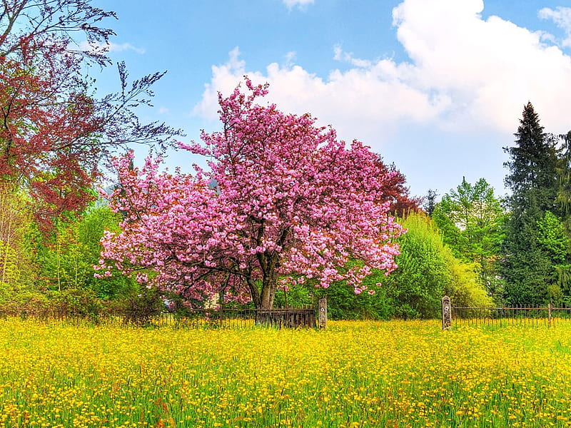 Spring Colors - Japanese Cherry Blossom Tree, grass, japanese, trees, tree, blossom, nature, fields, forests, cherry, HD wallpaper