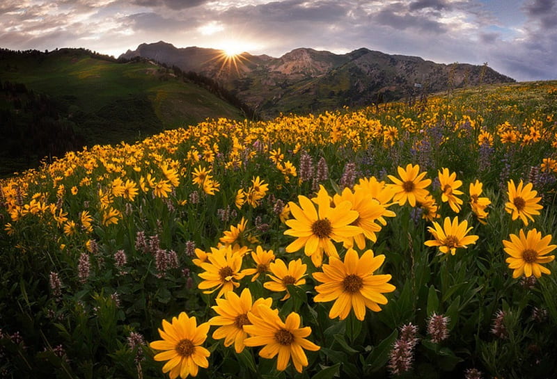 *, MOUNTAIN, SHY, FIELD, FLOWER, YELLOW, HD wallpaper | Peakpx