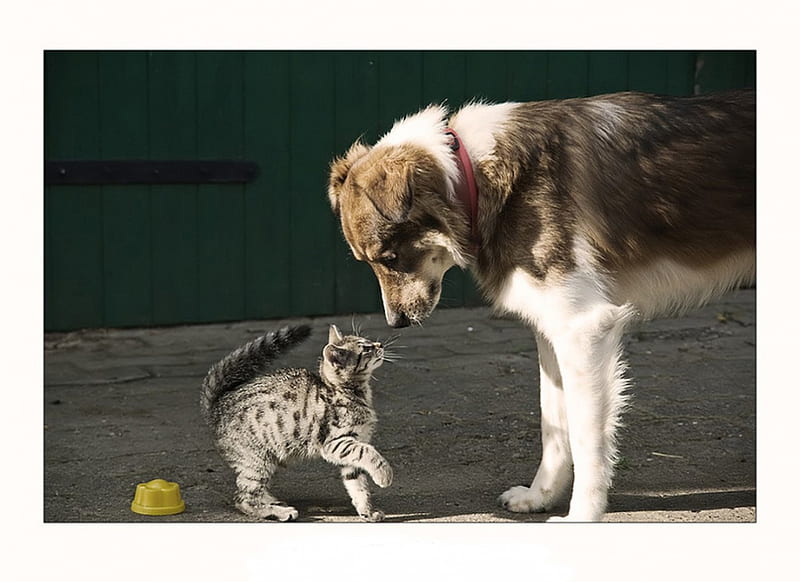 hola? !!, hola, gato, amigos, perro, Fondo de pantalla HD | Peakpx