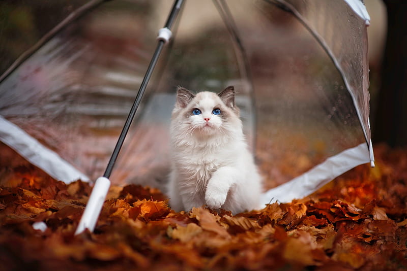 Autumn ragdoll kitty, fall, autumn, fluffy, umbrella, adorable, foliage, sweet, leaves, kitty, park, cat, cute, pet, ragdoll, rain, kitten, white, HD wallpaper