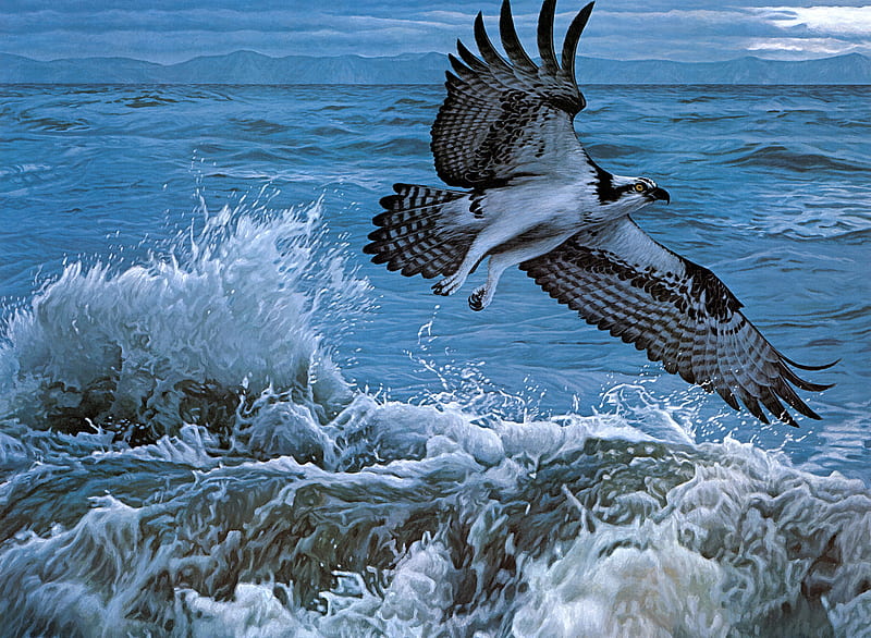Birds, Osprey, HD wallpaper