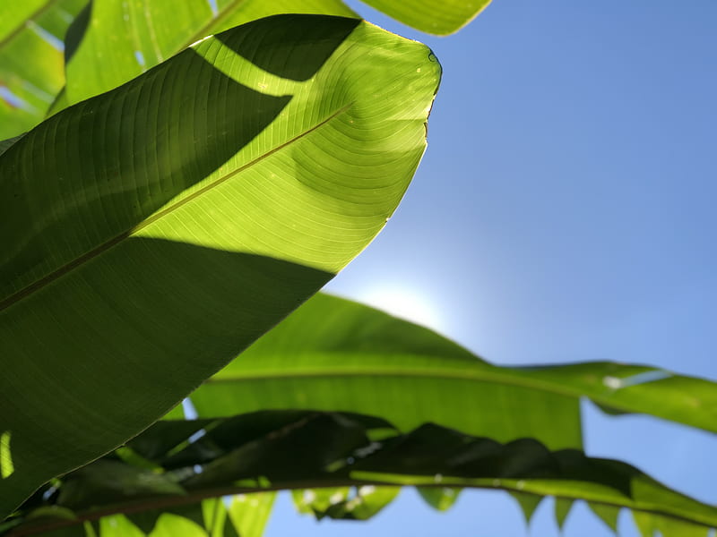 green banana leaf under blue sky during daytime, HD wallpaper