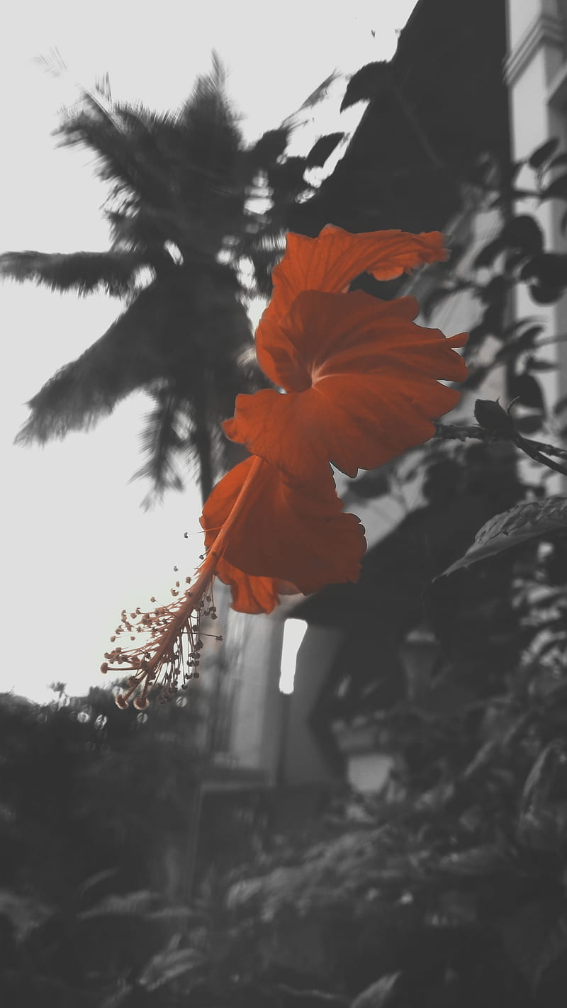 Colourful hibiscus, Colourful, Flowers, Trigraphy, aesthetic, bonito, black and white, blackandwhite, flower, hibiscus, nature, orange flower, trees, unique, HD phone wallpaper