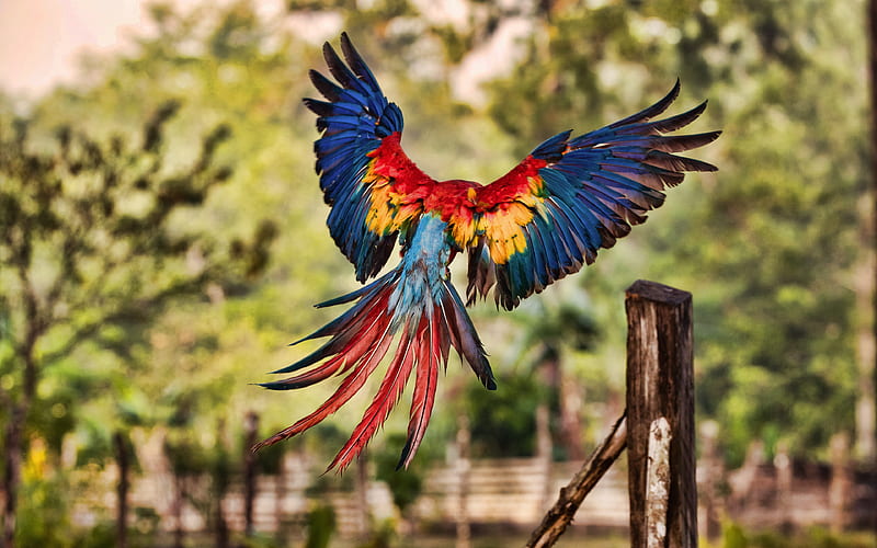 Flying Macaw, bokeh, R, parrots, wildlife, colorful parrots, Ara, HD wallpaper
