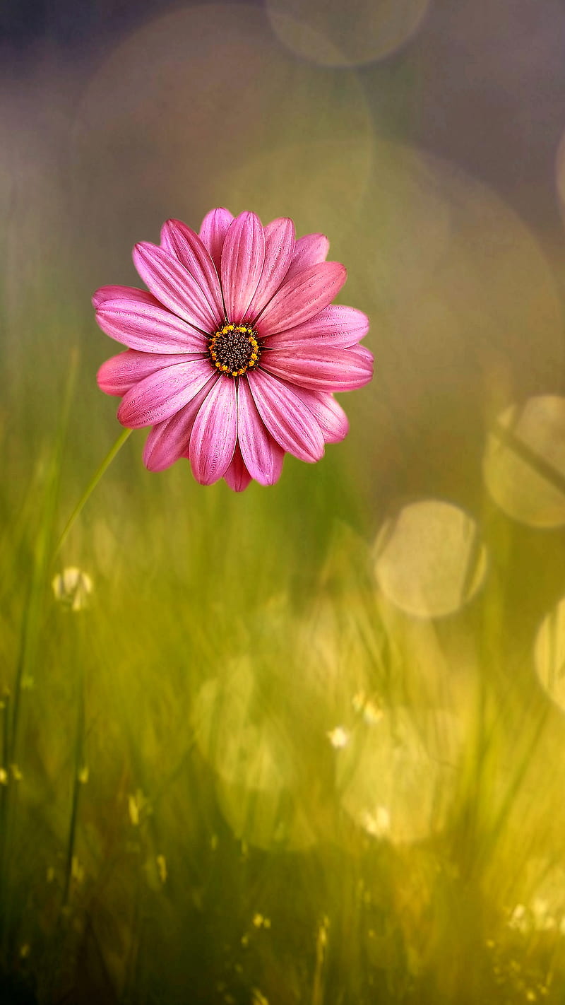 Single, pink, flower, lonely, garden, nature, daidy, HD phone wallpaper