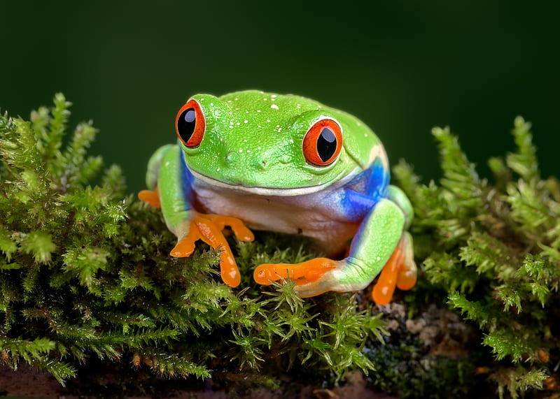 Frogs, Red Eyed Tree Frog, Amphibian, Frog, Wildlife, HD wallpaper