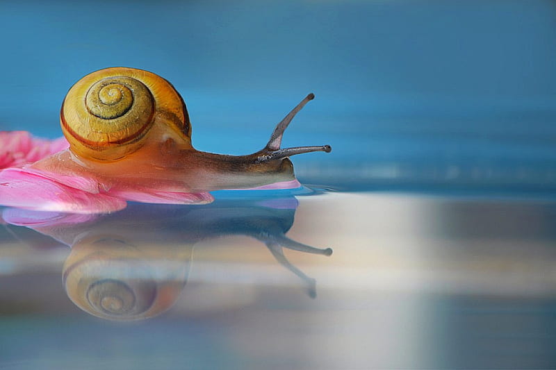 Snail on Water, bonito, snail, on water, HD wallpaper