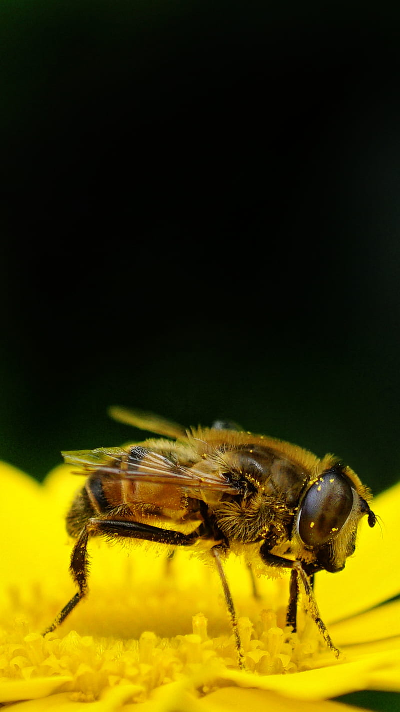 5.Bee, Save, bee, bees, flowers, honey, pollen, pollinate, pollinator, savethebees, spring, sting, stung, summer, HD phone wallpaper