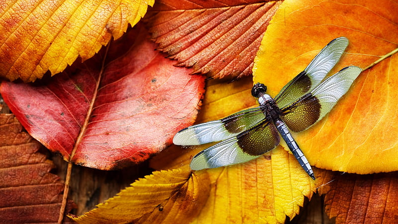 Fall Leaves and Dragonfly, dragonfly, fall, autumn, leaves, HD wallpaper