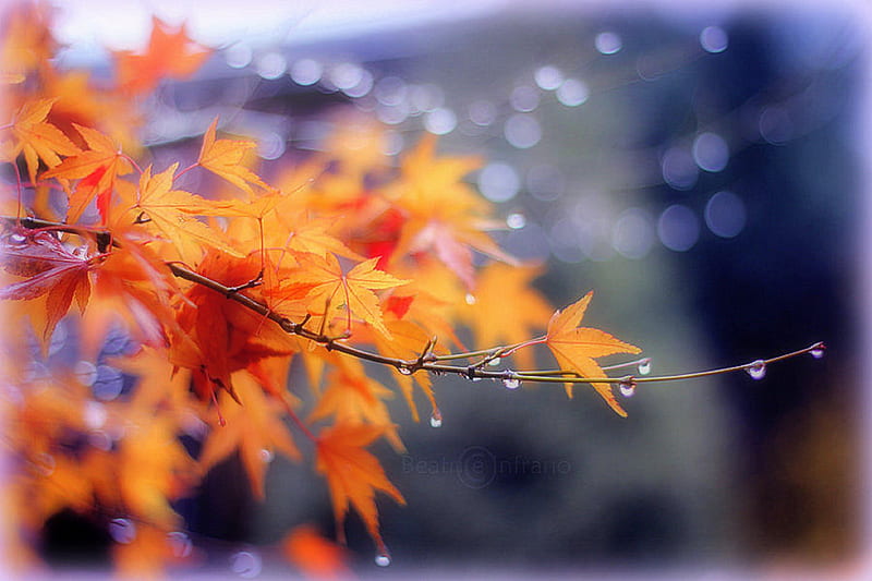 ✫Water Drops in Autumn✫, colorful, autumn, softness beauty, bonito, water drops in autumn, graphy, leaves, bokeh, bright, flowers, fall season, lovely, colors, love four seasons, creative pre-made, trees, freshness, water drops, plants, nature, HD wallpaper