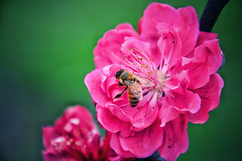 bee, flower, pollination, pink, macro, HD wallpaper