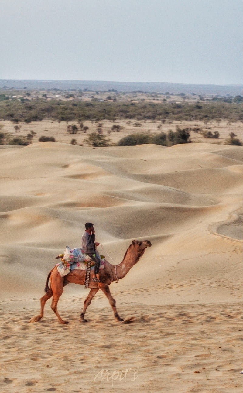 Camel, desert, jaisalmer, rider, riders, thar, HD phone wallpaper