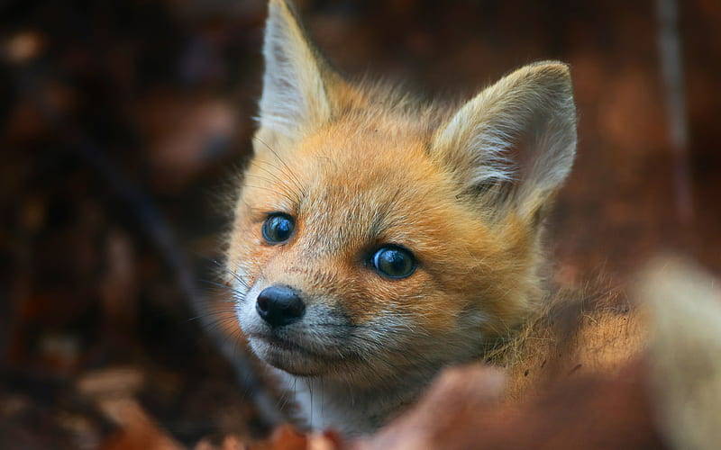 small fox, forest animals, wildlife, foxes, HD wallpaper