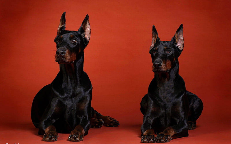 Doberman, Short-haired dogs, black dogs, German service dogs, HD wallpaper  | Peakpx