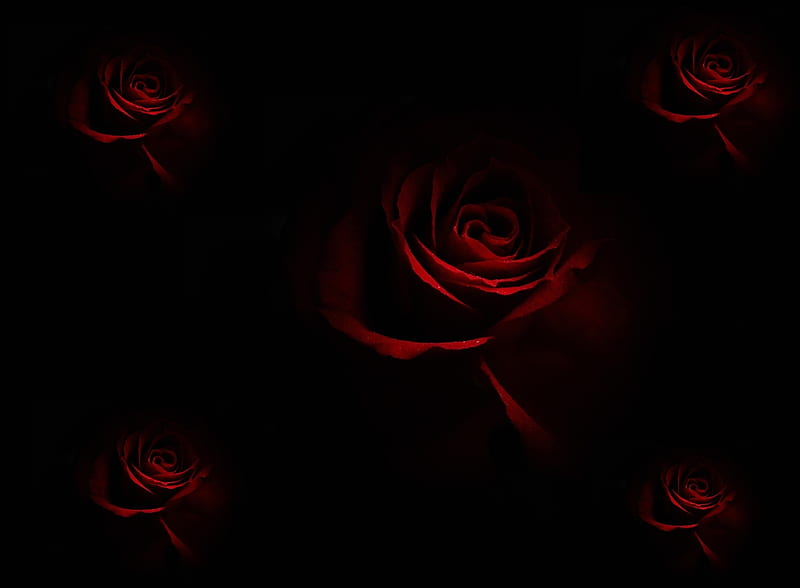 Roses In The Dark, with love, red roses, red, pretty, rose, bonito, red rose,  HD wallpaper | Peakpx