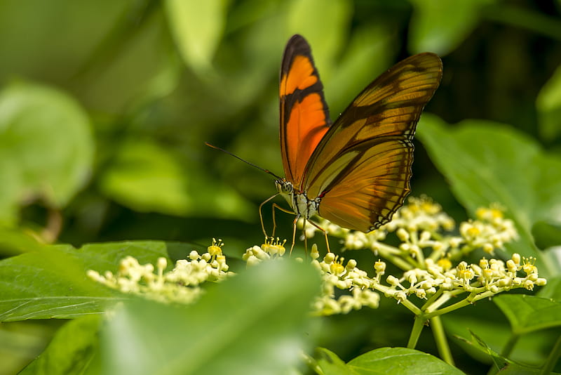 selective focus graphy of orange butterfly perched on yellow petaled flower, HD wallpaper