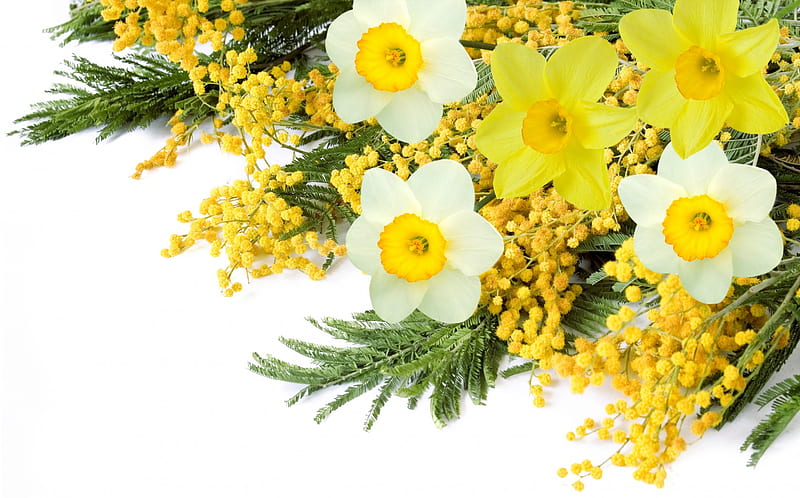 Spring Flowers, daffodils, flowers, yellow, spring, white, mimosa, HD wallpaper