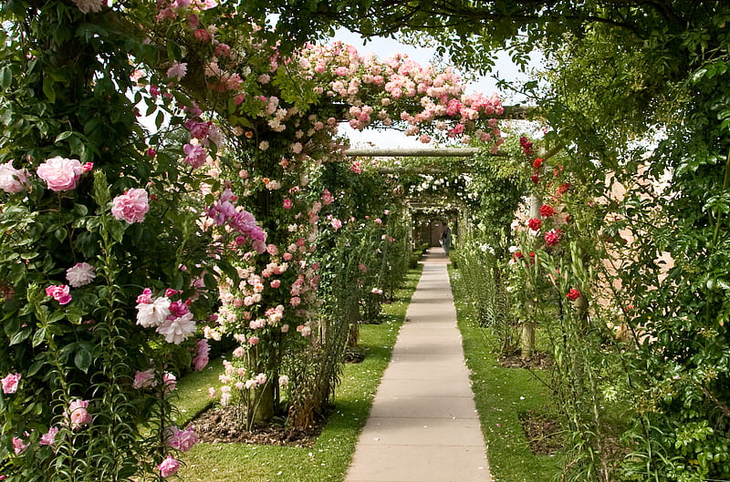 The Walk Trough Roses, garden, walk, bonito, roses, alley, HD wallpaper