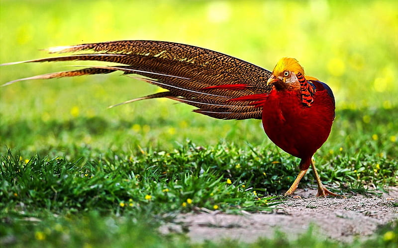 Golden Pheasant, Yellow, Red, Pleasant, Grass, Outside, Bird, Golden, HD wallpaper
