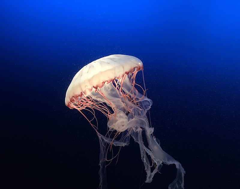 jellyfish, underwater world, ocean, aquarium, swimming, blue, water, HD wallpaper