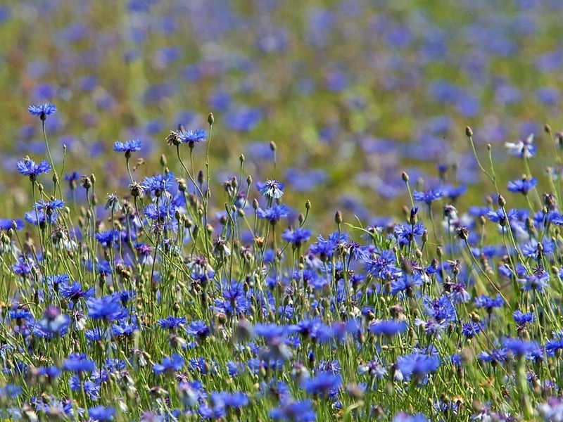 Cornflower field, cornflowers, flower, summer, nature, field, blue, HD wallpaper