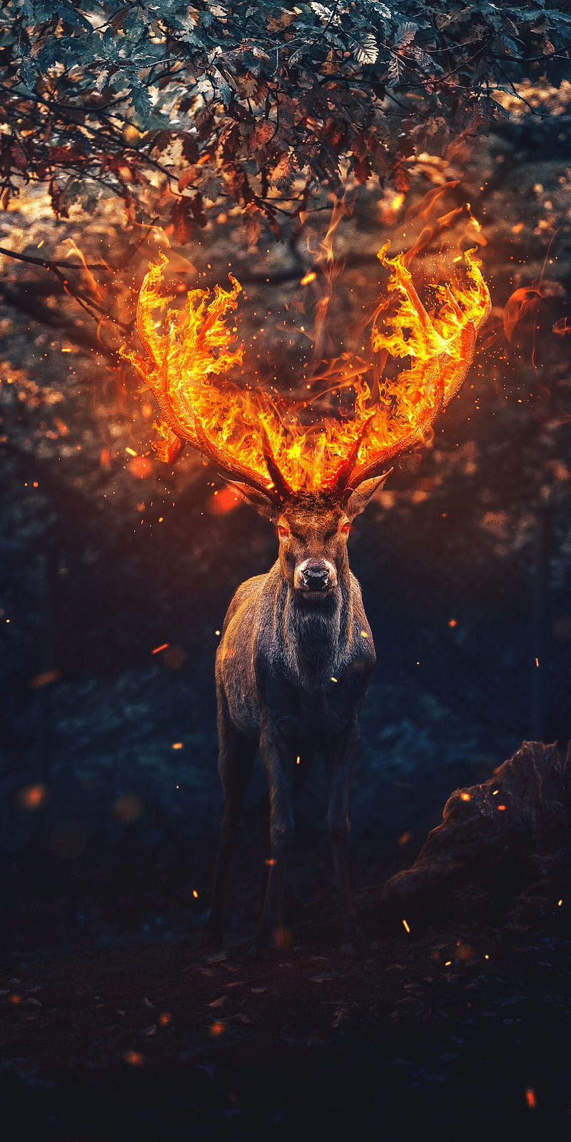 Horns on Fire, animals, buck, caballo, deer, hunt, hunting, stag, HD phone wallpaper