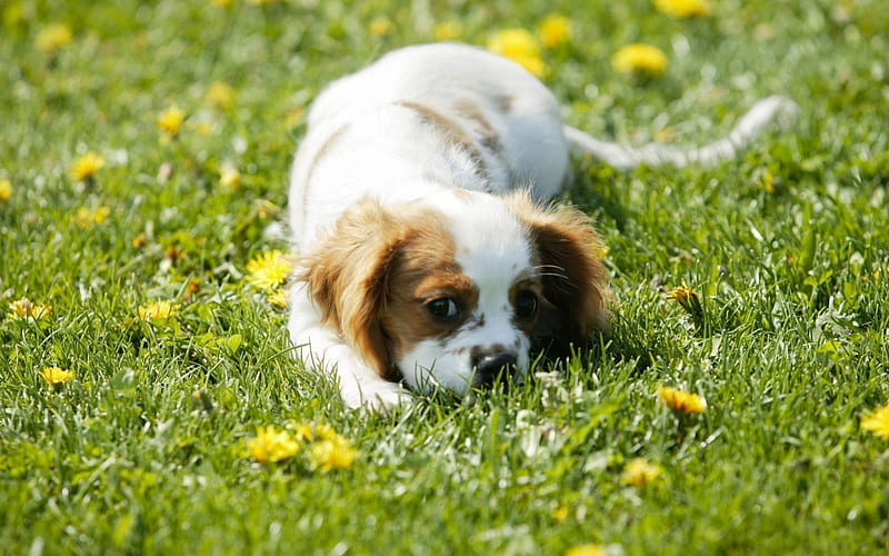 Cavalier King Charles Spaniel, cute, cavalier, adorable, spaniel, dog, HD wallpaper