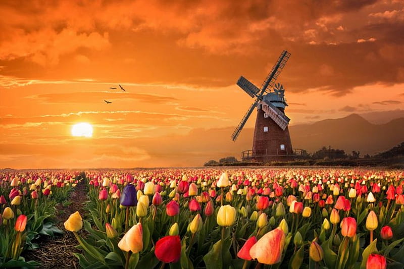 Holland, colorful, mill, birds, bonito, sunset, splendor, flowers, nature, tulips, field, landscape, HD wallpaper