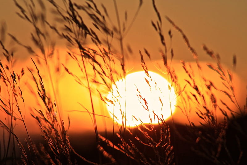 The Sun Sets, forest, sun, orange, shine, yellow, sky, sundown, sunsets ...