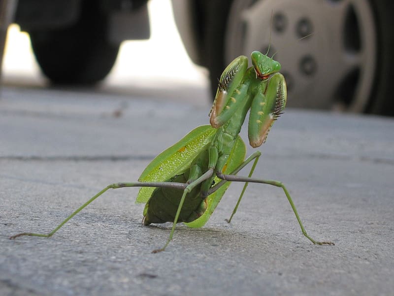 Insects, Animal, Praying Mantis, HD wallpaper