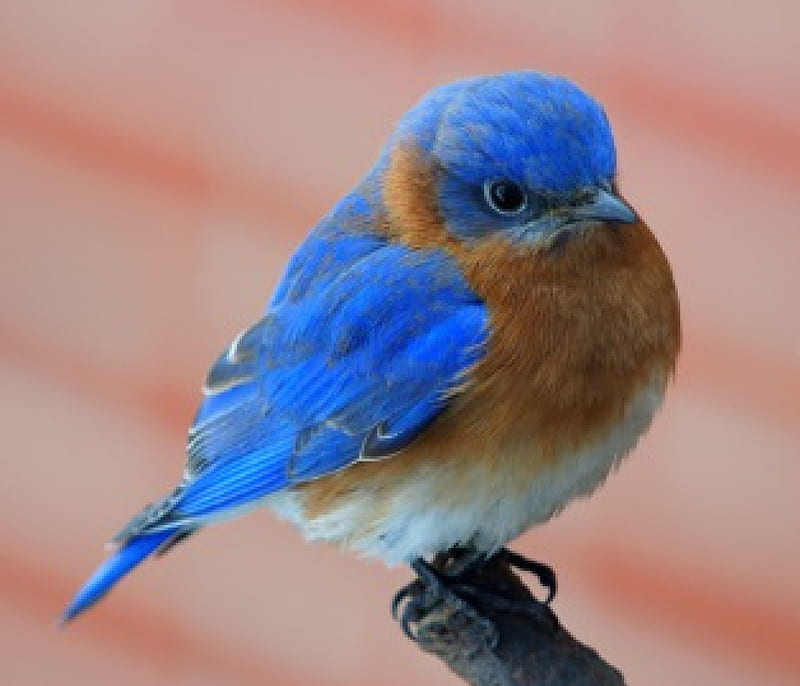 Blue bird, males, females, brown, blue, HD wallpaper